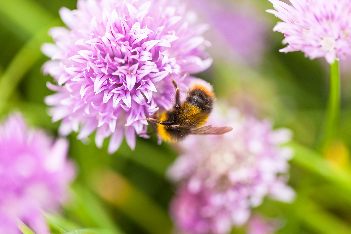 菱形蜂蜜瓶-有機蜂蜜包裝設(shè)計